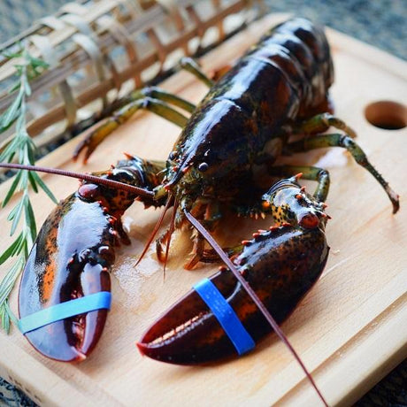 Live Boston Lobster