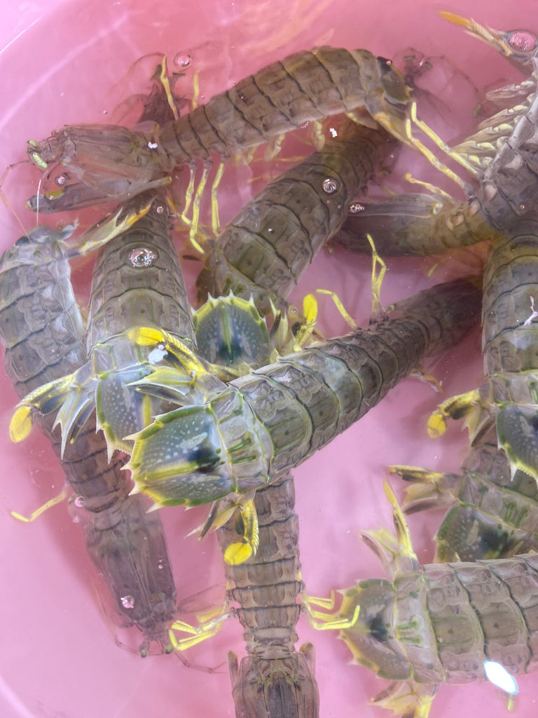 Live Mantis Shrimp (pcs)