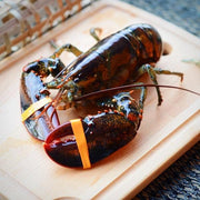 Live Boston Lobster for BBQ