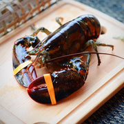 Live Boston Lobster