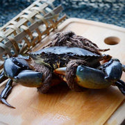 LIVE Mud Crab