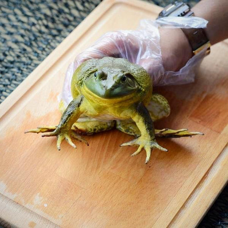 Fresh Frog Meat