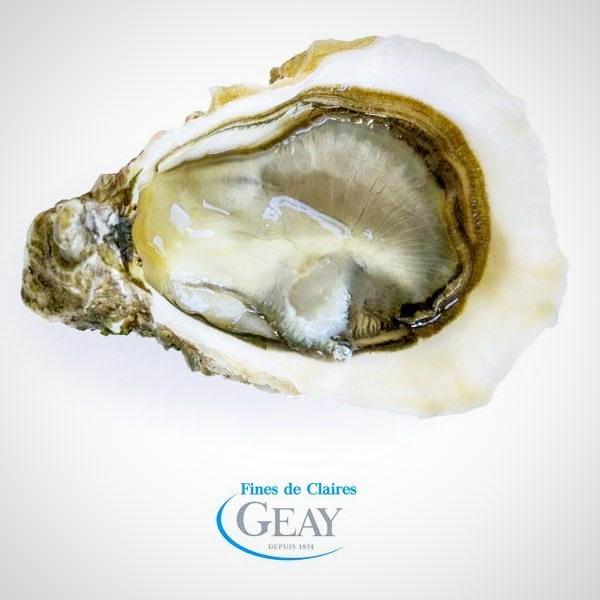 Live Fine de Claire Oyster N2 (Per Dozen)