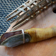 Live Geoduck