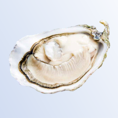 Buy Irish Oyster Online at Ninja Food Singapore