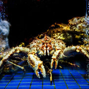 Live Alaskan King Crab