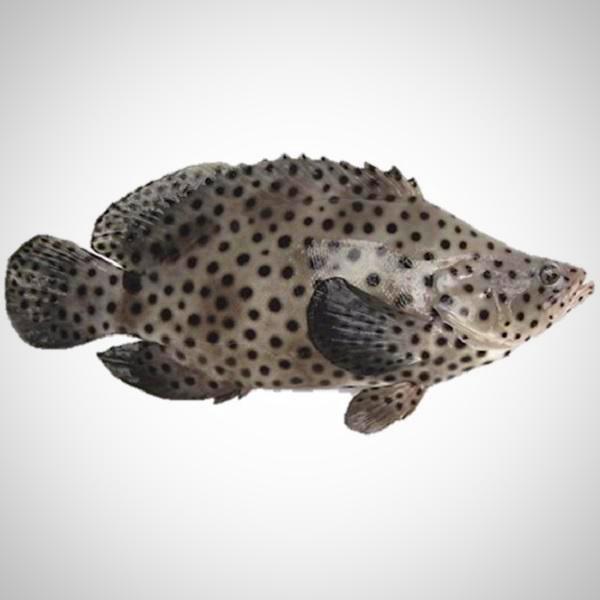 Live Mouse Grouper