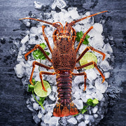 Live AU Western Rock Lobster