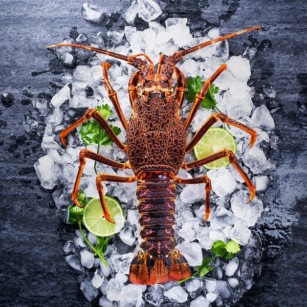 Live AU Southern Rock Lobster