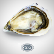 Live Fine de Claire Spéciale Oyster (Per Dozen)