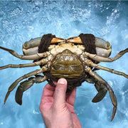 Live Mud Crab (Female)