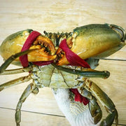 Live Mud Crab (Male)