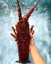 Live AU Southern Rock Lobster