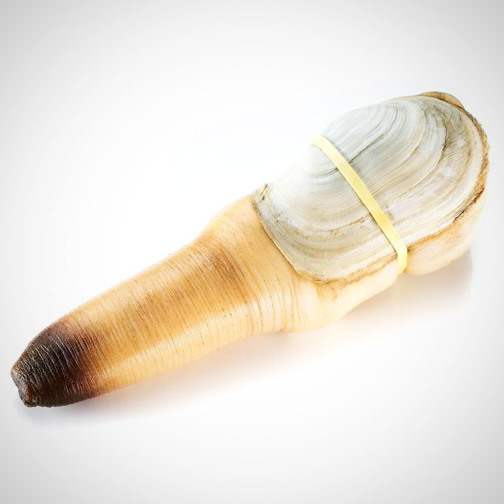 Geoducking Buy Live Geoduck Online At Ninja Food Singapore