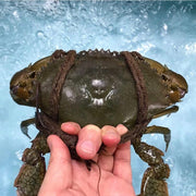 Live Mud Crab (Female)